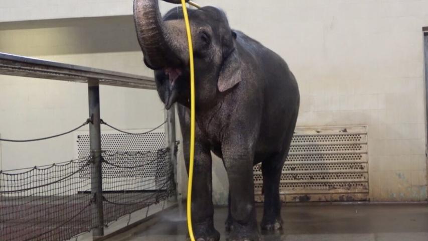 Elephant Uses Hose to Shower