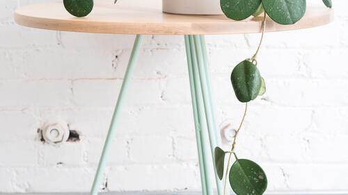 Cool Indoor Plants for Your Home