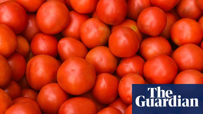 Gene Editing for Sweet Tomatoes