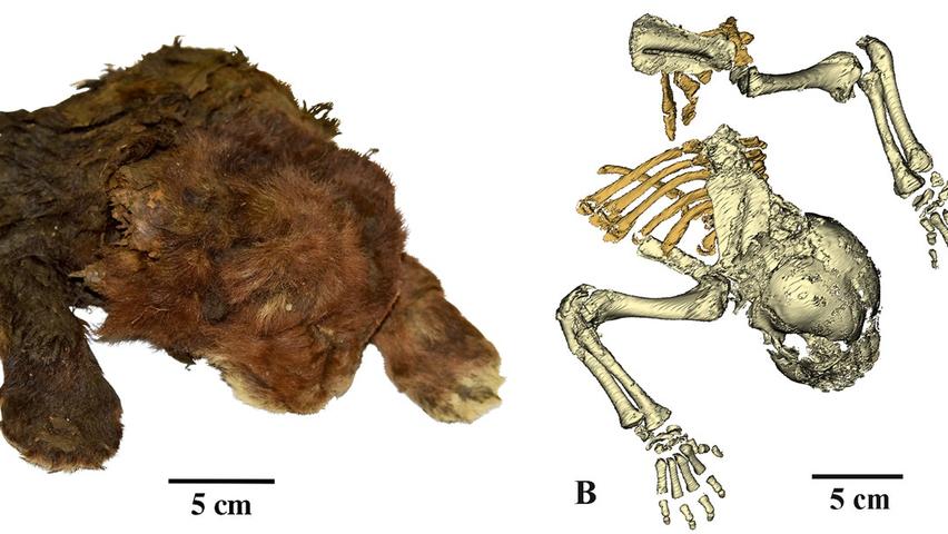 Amazing 35,000-Year-Old Saber-Toothed Kitten!