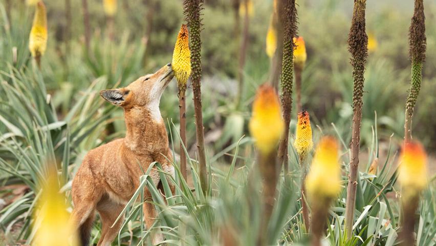 Wolves Enjoy a Sweet Treat: Nectar and Pollination!