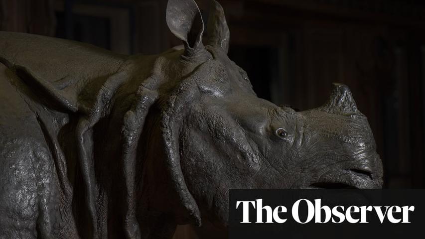 Louis XV's Rhino: From Versailles to London