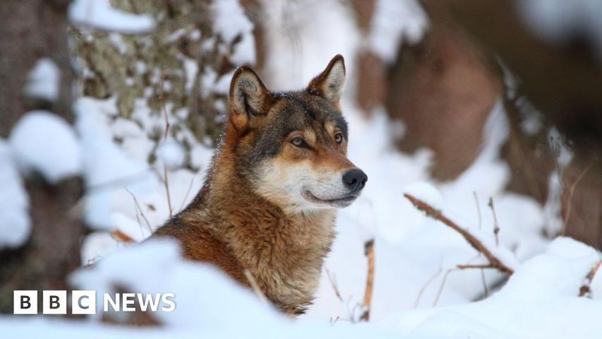 Europe's Wolves: A Balancing Act Between Conservation and Farming