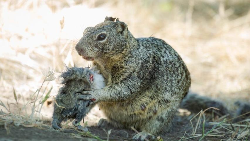 Squirrels: More Than Just Nuts!