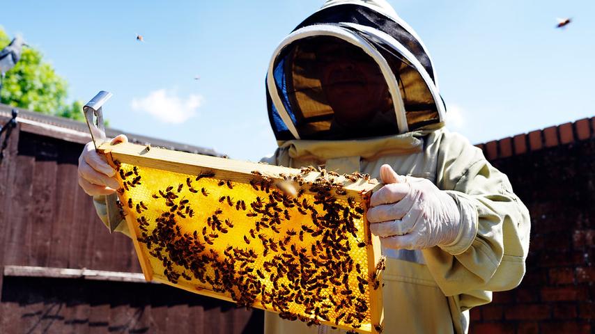 Saving the Busy Bees!