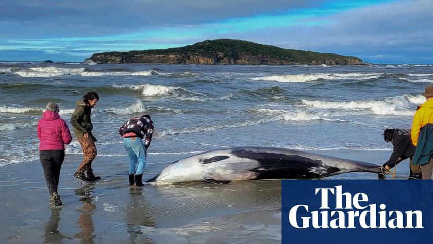 Amazing Whale Discovery!