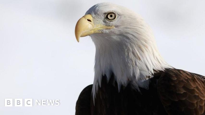 Bald Eagle's Official National Bird Status