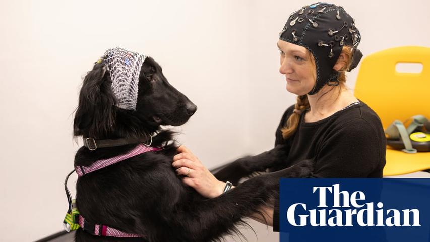 Brainwaves of Dogs and Their People!