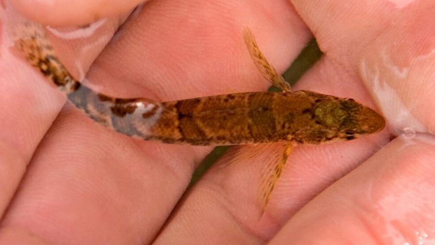 The Fish That Stopped a Dam!