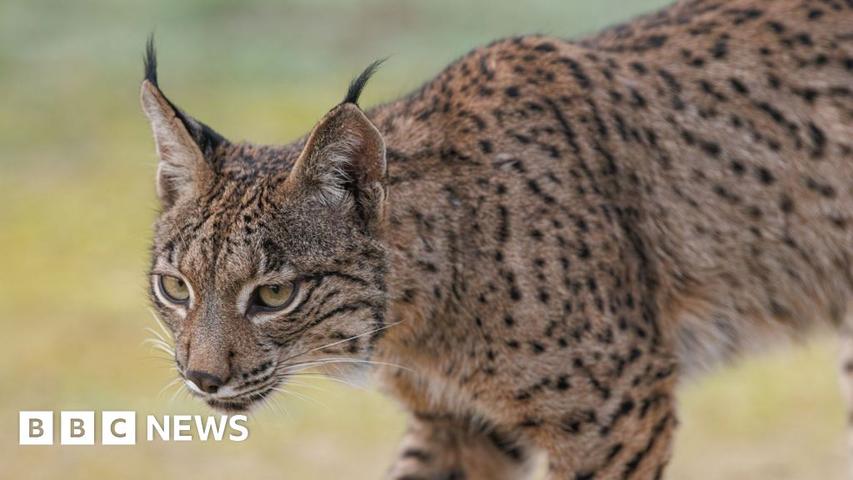 The Lynx That Came Back!