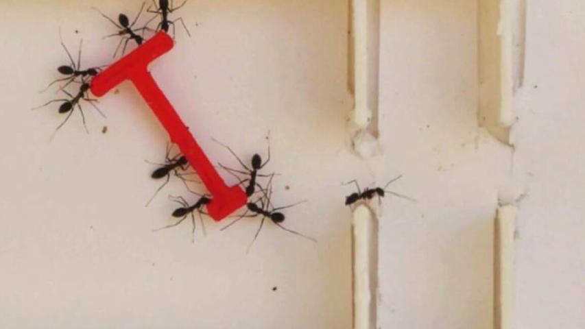 Teamwork: Ants vs. Humans