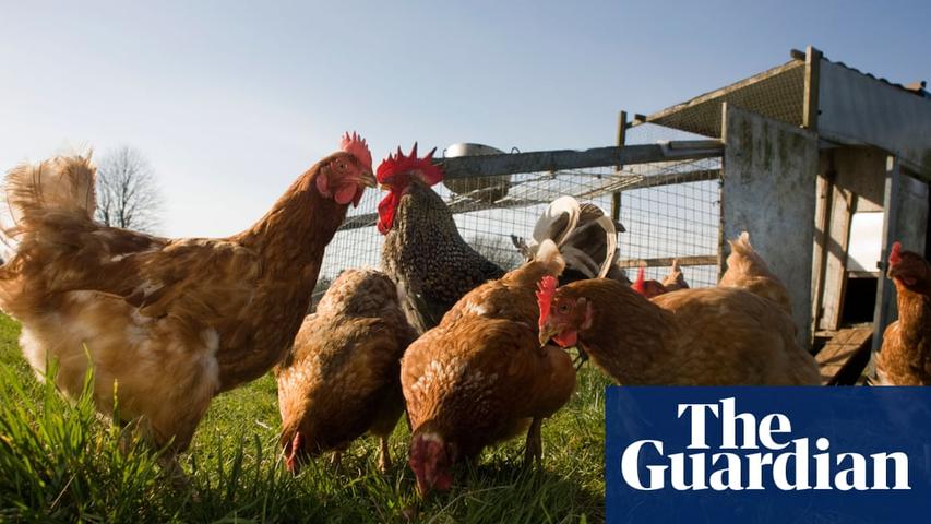 Bird Flu Case in England: Low Public Risk