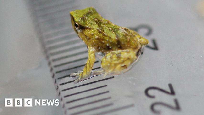 Super Dad Frogs Take a Big Trip!