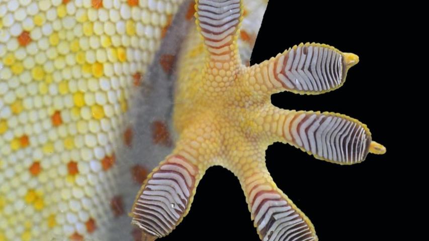 Amazing Gecko Feet! Super Sticky Shoes!