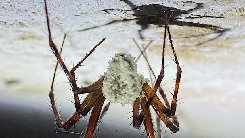 Fungus Makes Spider Zombies!