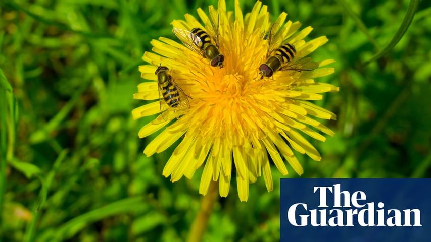 Are Bees and Ants in Danger?