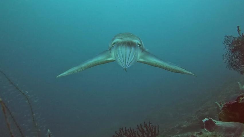 Cuttlefish Hunting: A Crab's-Eye View