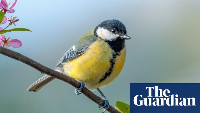 Bird Songs: Age, Migration, and Cultural Shifts