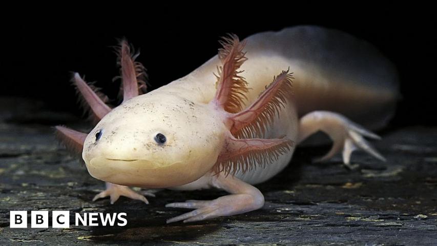 The Amazing Axolotl's Big Comeback!