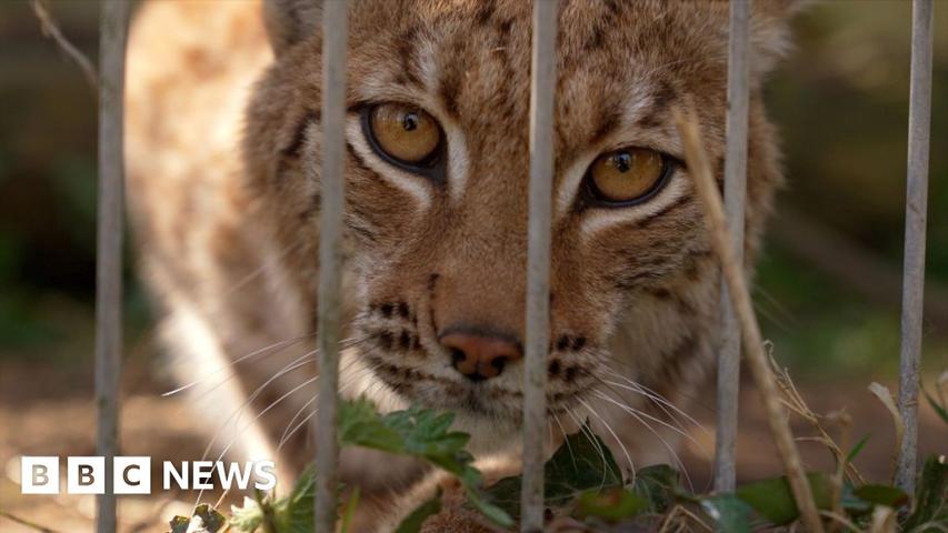 A Lynx's Big Adventure!