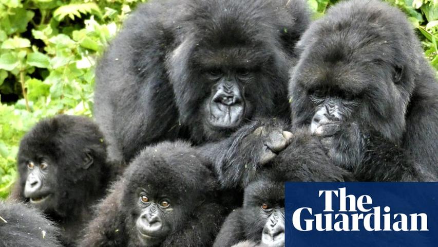 Gorilla Friends: A Big Surprise!