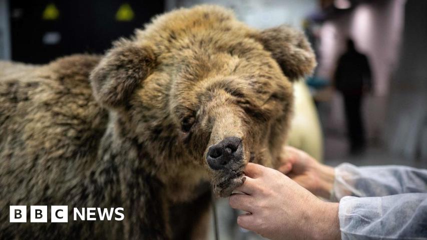 A Bear's Sad Story in the Mountains