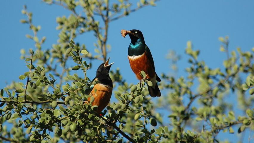 Amazing Bird Friends!