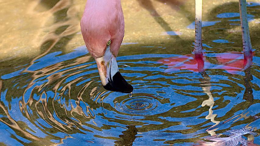 Pink Birds Make Water Swirls!