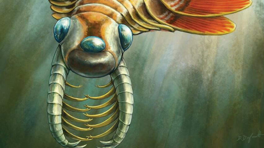 Ancient Sea 'Moth' Baffles Scientists