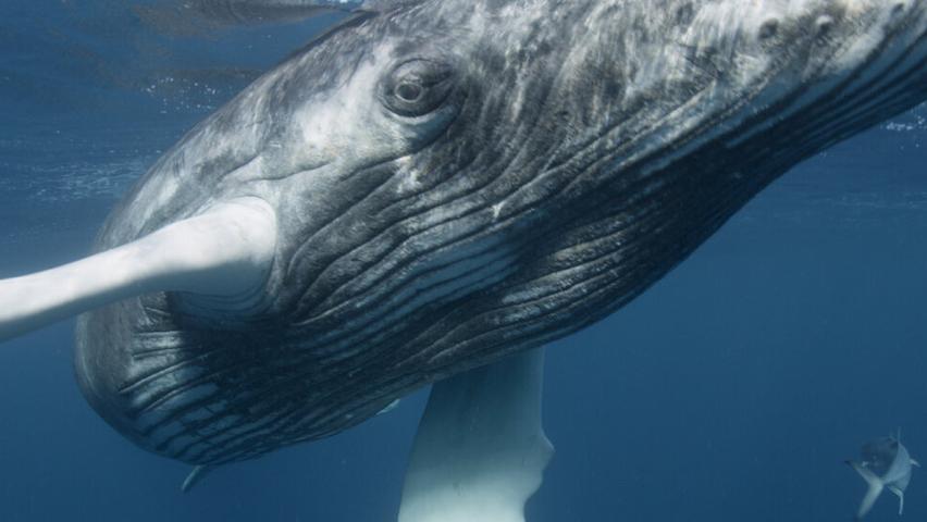 Why Humpback Whales Can't Always See Danger!