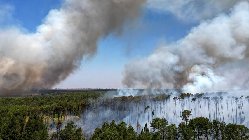 The Sad Story of the Disappearing Trees
