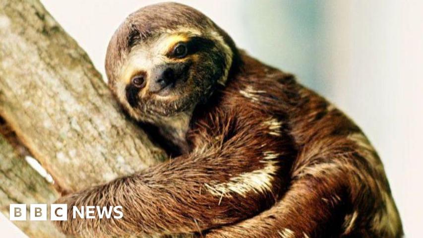 The Amazing Story of Sloths!