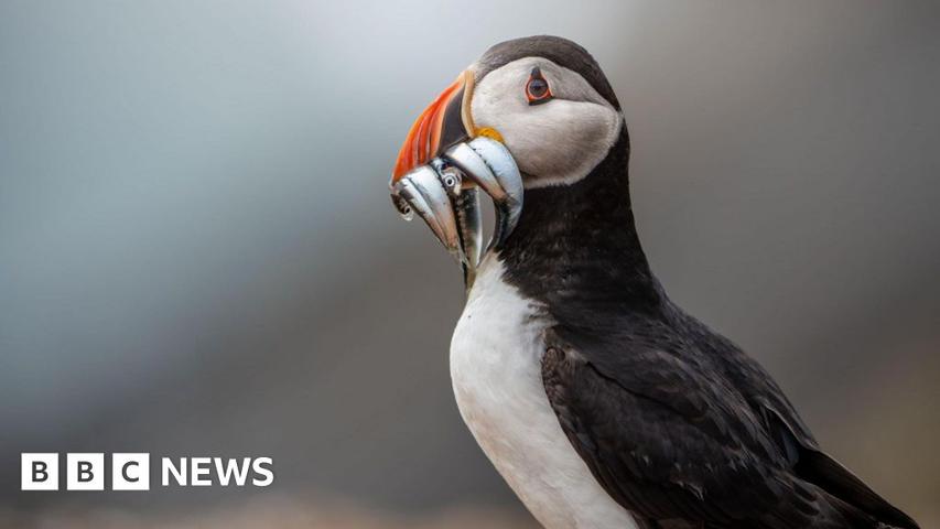 Skomer Island: A Puffin Paradise