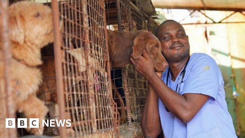 Sad Story: Pets Left Behind in Nigeria