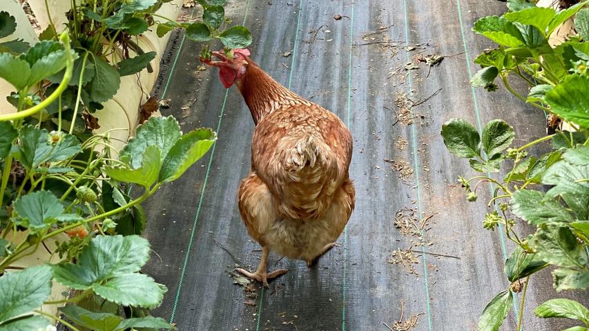 Awesome Farms and Food North of Sydney!