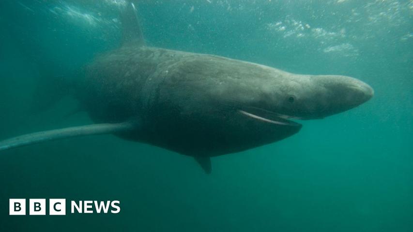 Amazing Animals Moving Home in the Ocean!