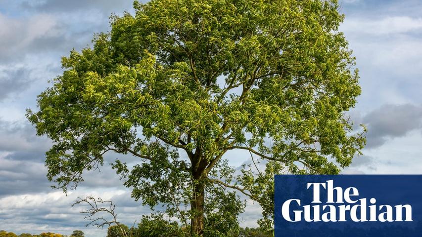 Ash Trees are Getting Stronger!