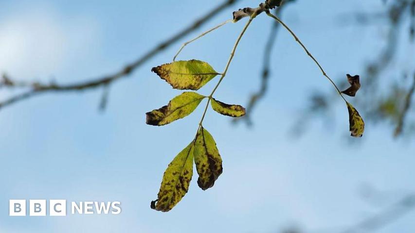 Ash Trees' Amazing Comeback!