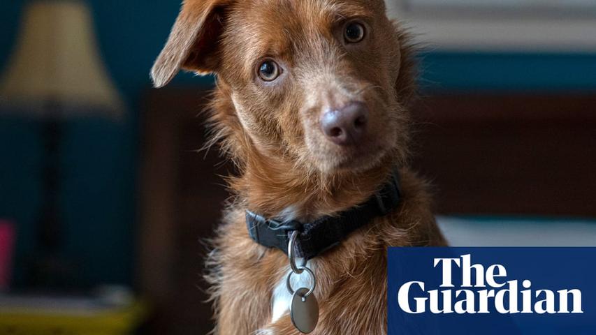 AI: A New Way to Understand Our Pets?