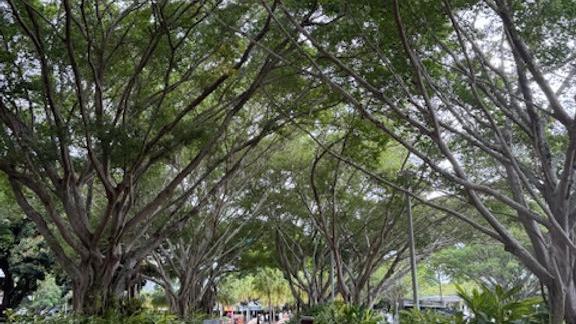 Fun Things to Do in Cairns!