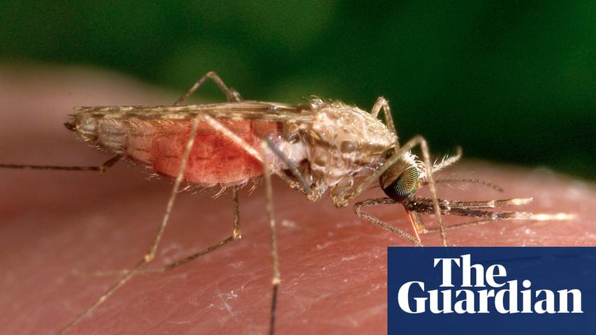 Zimbabwe's Malaria Problem