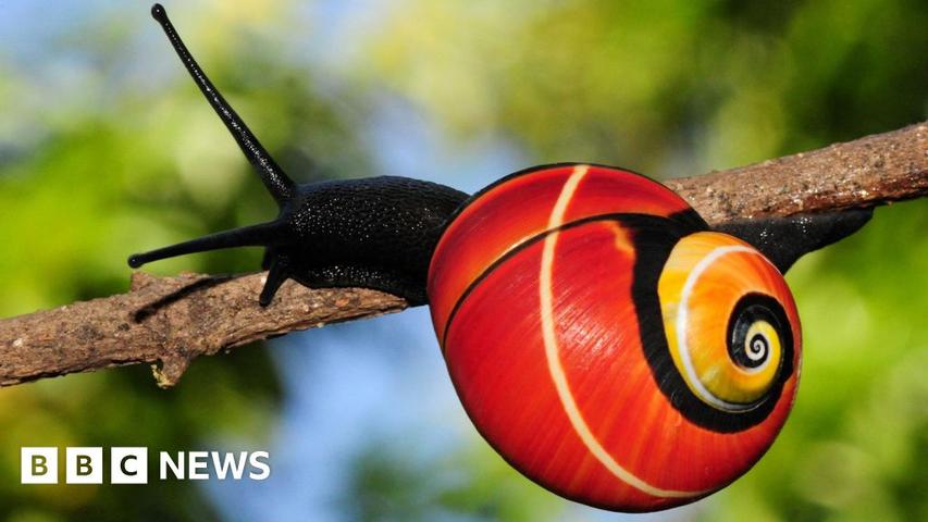 Rainbow Snails Need Our Help!