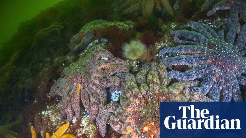 The Mystery of the Sick Starfish!
