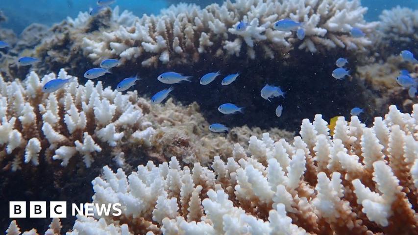Sad News for Coral Reefs in Australia!