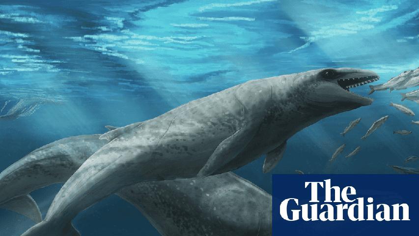 A Tiny Whale with Big Teeth!