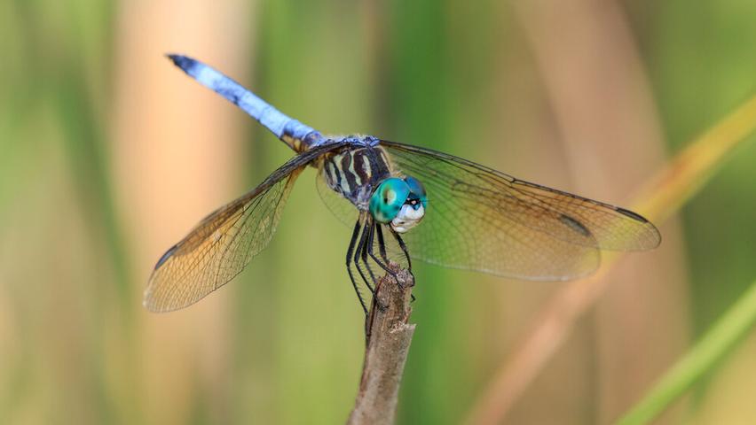 Amazing Dragonflies in the City!
