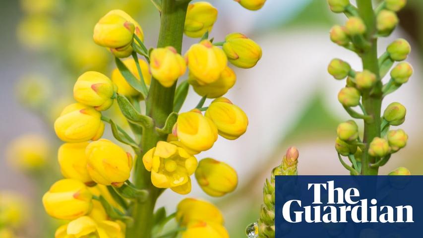 Amazing Flower Tricks!