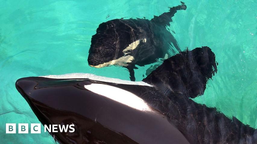 The Whale's Special Care