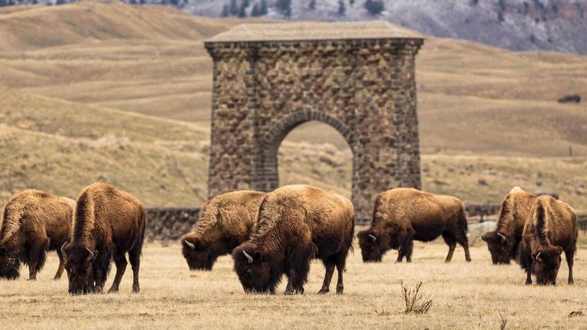 Bison's Big Impact in Yellowstone