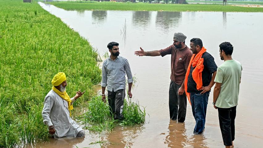 Devastating Floods Ravage North India's Farms
